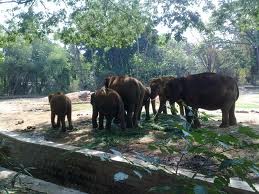 guruvayur4u, guruvayur, guruvayur temple,anakota,elephant sanctuary