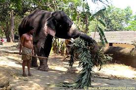 guruvayur4u, guruvayur, guruvayur temple,anakota,elephant sanctuary