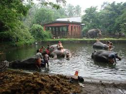 guruvayur4u, guruvayur, guruvayur temple,anakota,elephant sanctuary