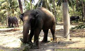 guruvayur4u, guruvayur, guruvayur temple,anakota,elephant sanctuary