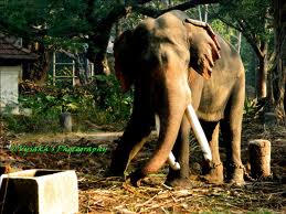 guruvayur4u, guruvayur, guruvayur temple,anakota,elephant sanctuary