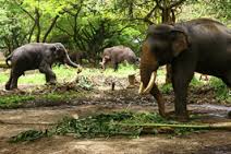 guruvayur4u, guruvayur, guruvayur temple,anakota,elephant sanctuary