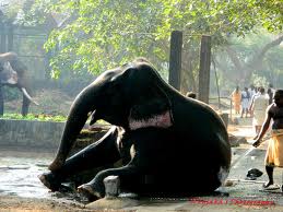 guruvayur4u, guruvayur, guruvayur temple,anakota,elephant sanctuary