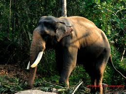 guruvayur4u, guruvayur, guruvayur temple,anakota,elephant sanctuary