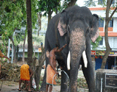 guruvayur,guruvayur temple,eastrovedica,anakkotta,punathur kota