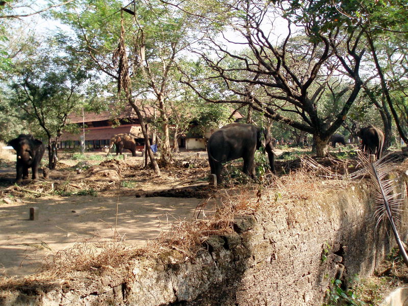 guruvayur4u, guruvayur, guruvayur temple,anakota,elephant sanctuary
